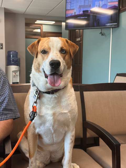 Greenfield Veterinary Clinic — photo 3