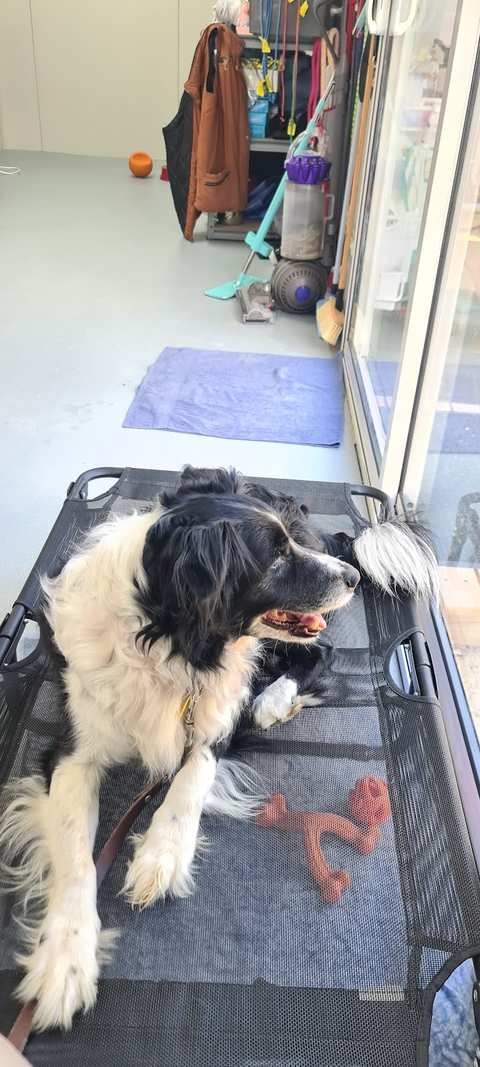 Wairarapa Boarding Kennels — photo 4