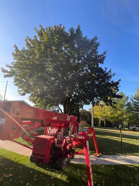 Parm's Tree Service — photo 3