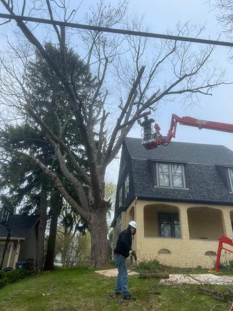 Parm's Tree Service — photo 2