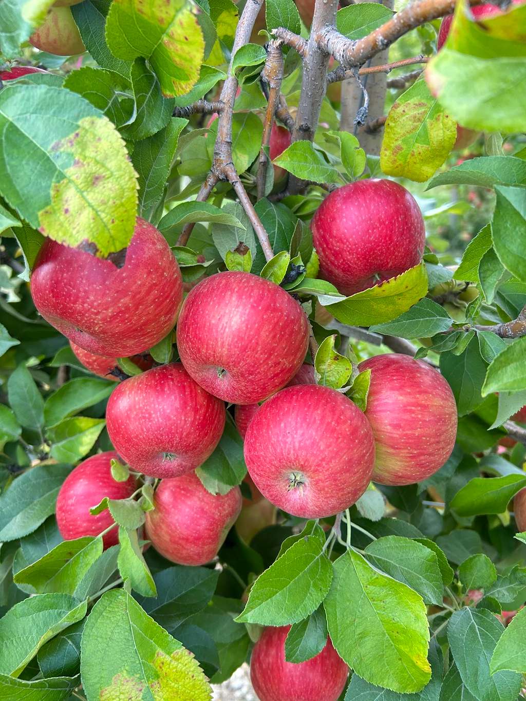 Gierach Orchards