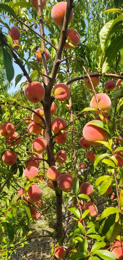 Gierach Orchards — photo 2