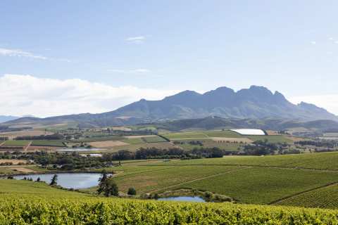 Simonsig Family Vineyards — photo 2