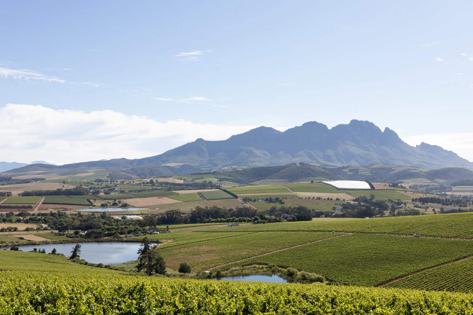 Simonsig Family Vineyards — photo 2