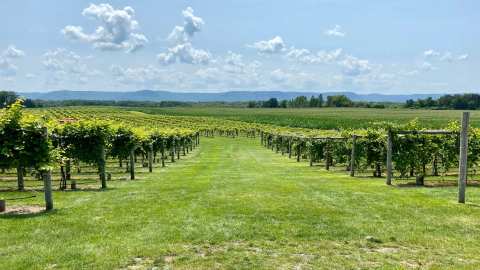 Elmaro Vineyard — photo 3