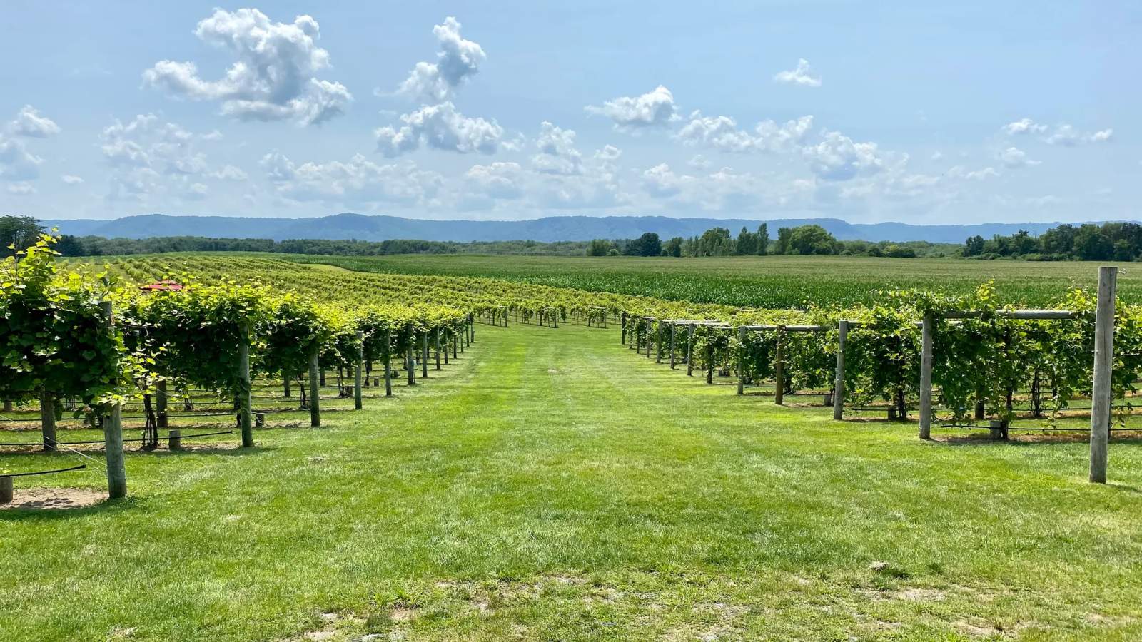 Elmaro Vineyard — photo 3