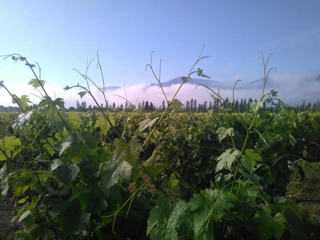 Domaine Bisconte — photo 1