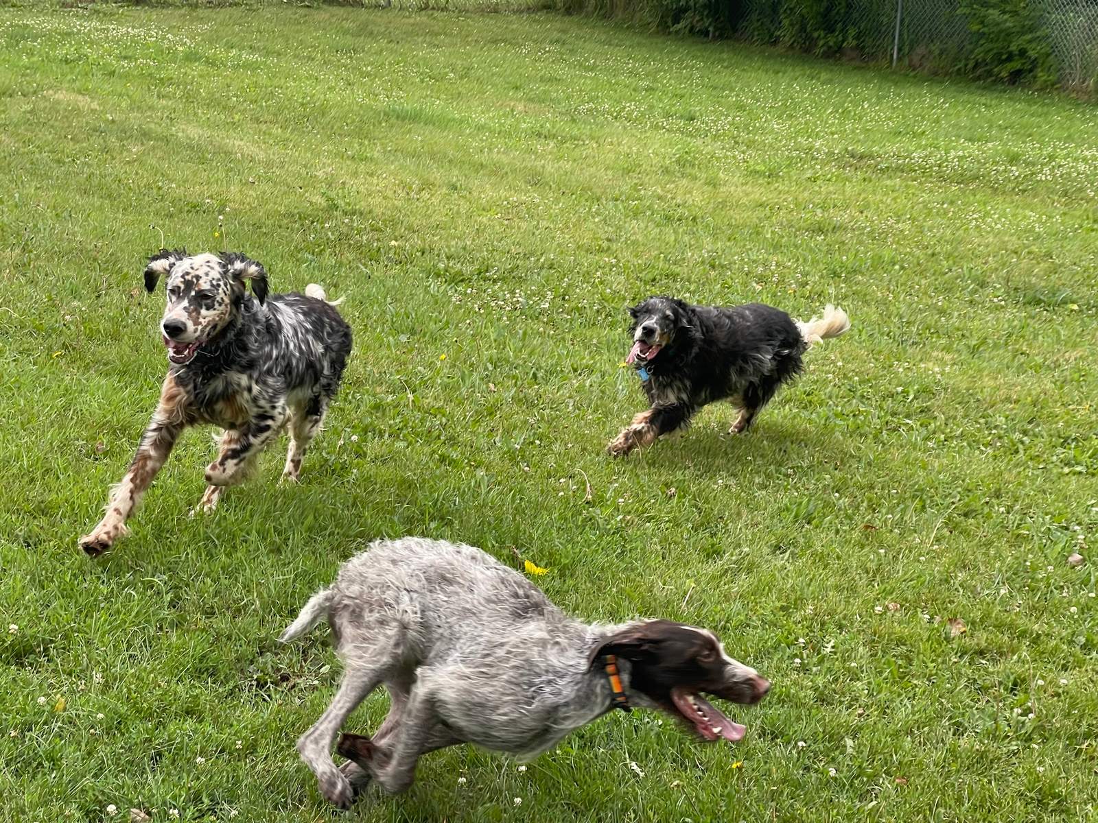 Four Paws Inn — photo 1