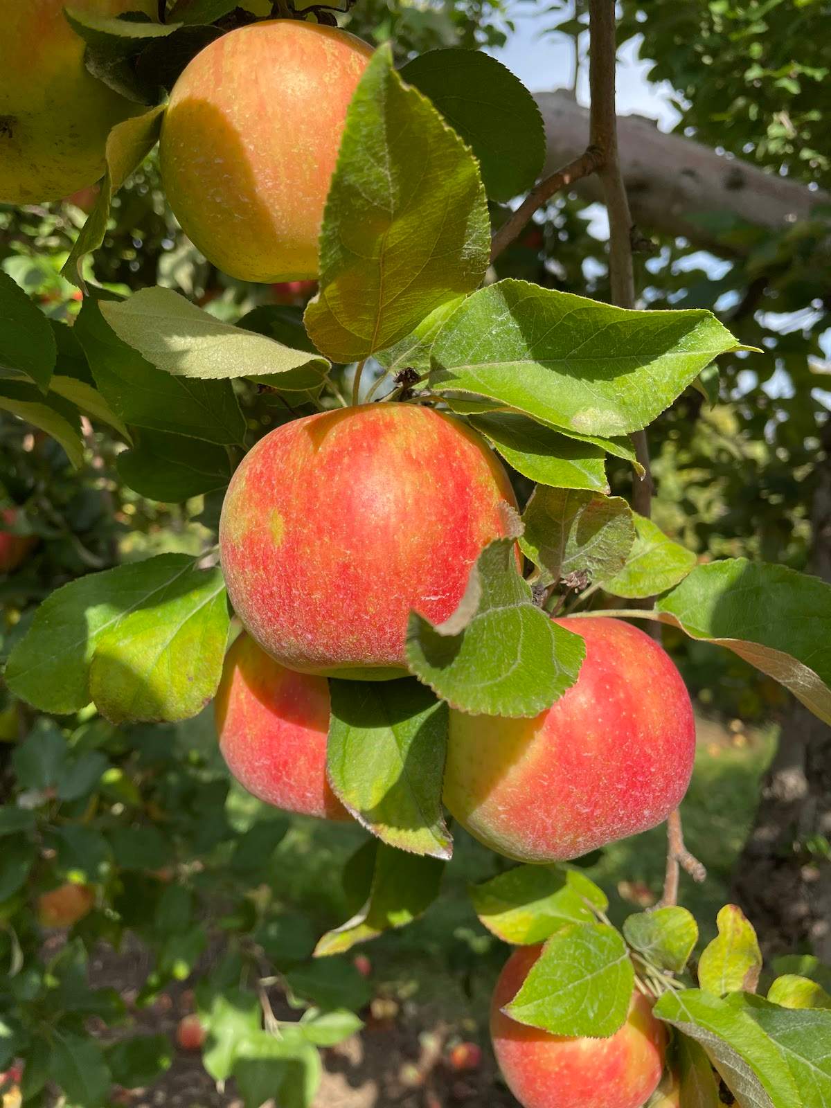 Apple Barn Orchard & Winery — photo 3