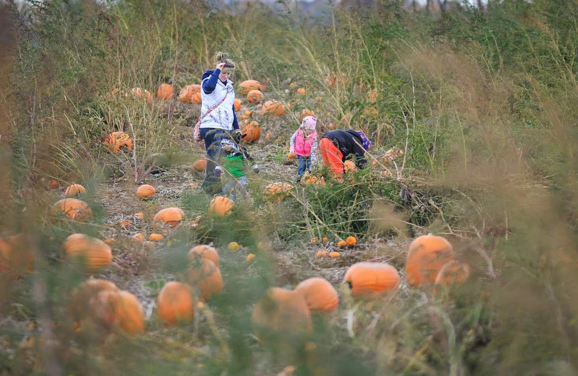 Pleasure Valley Pumpkins — photo 2