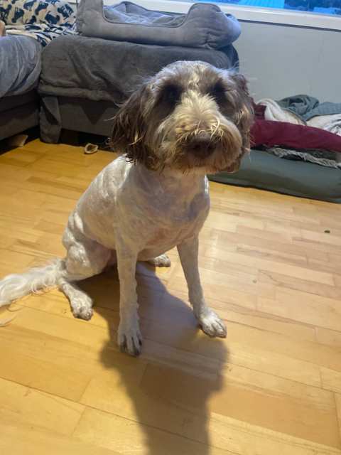 Spitz n Shine Pet Grooming Specialists Greytown — photo 3
