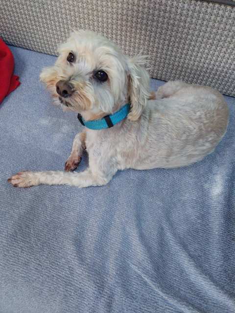 Spitz n Shine Pet Grooming Specialists Greytown — photo 2
