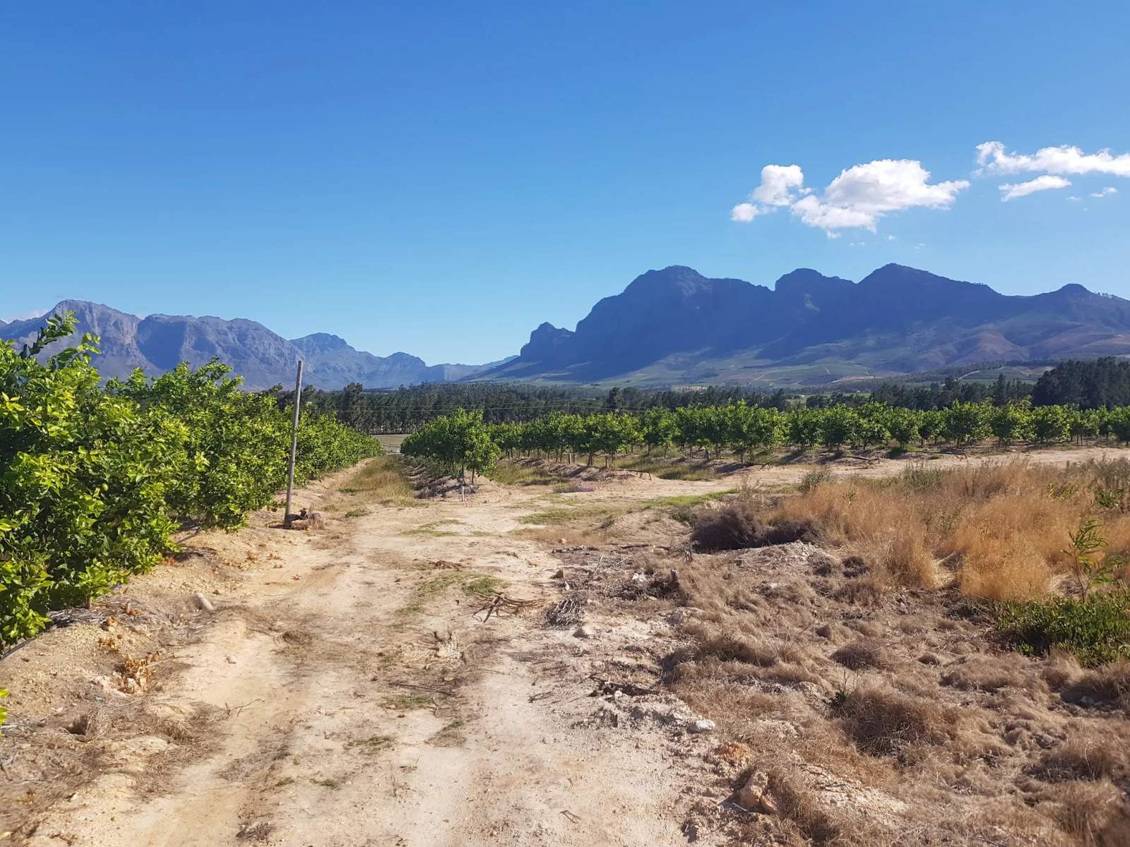 Cape Winelands Riding — photo 4