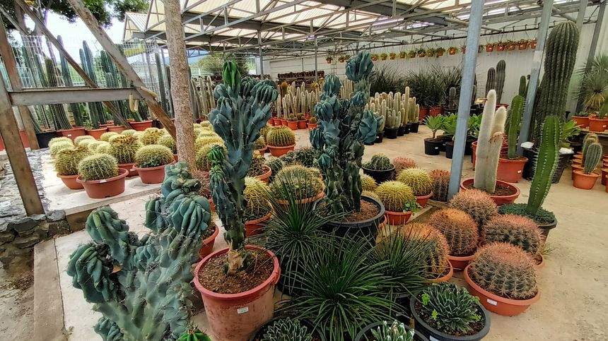 THE TEMPLE OF CACTUS — photo 2