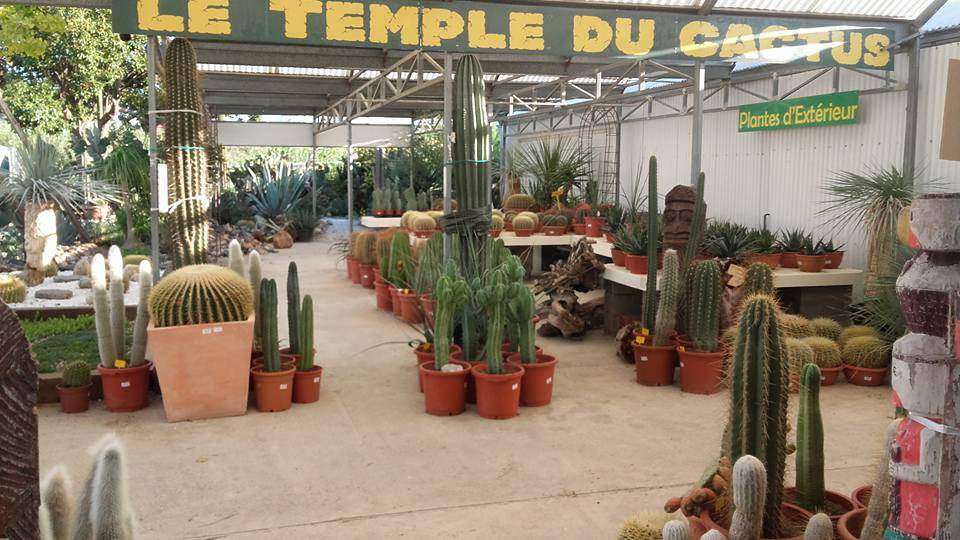 THE TEMPLE OF CACTUS — photo 1