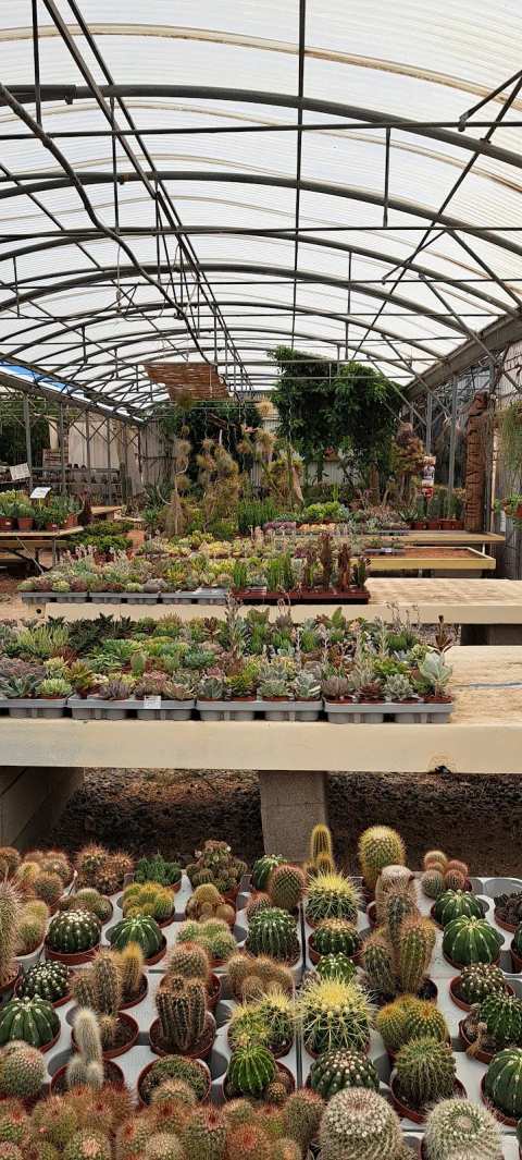 THE TEMPLE OF CACTUS — photo 3