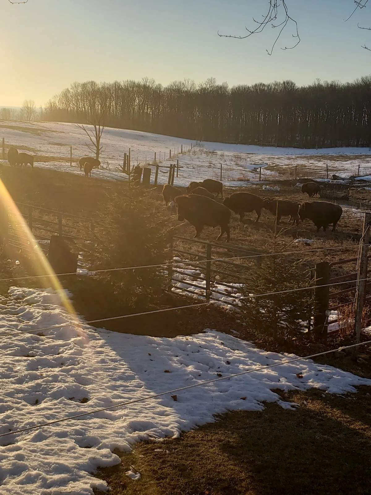 Lakeview Buffalo Farm — photo 1