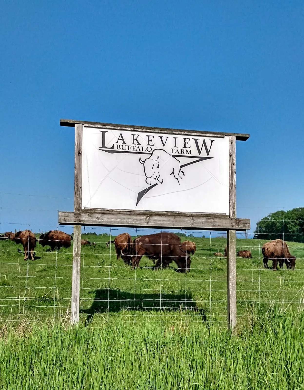 Lakeview Buffalo Farm — photo 3