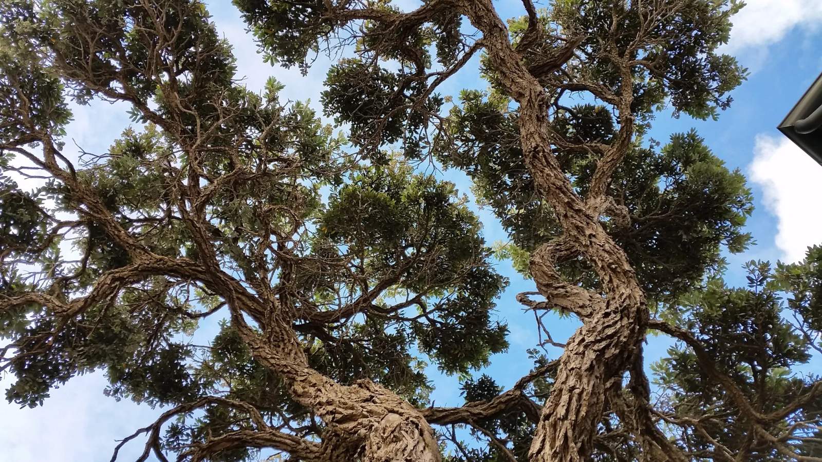 Reid's Trees Ltd — photo 1