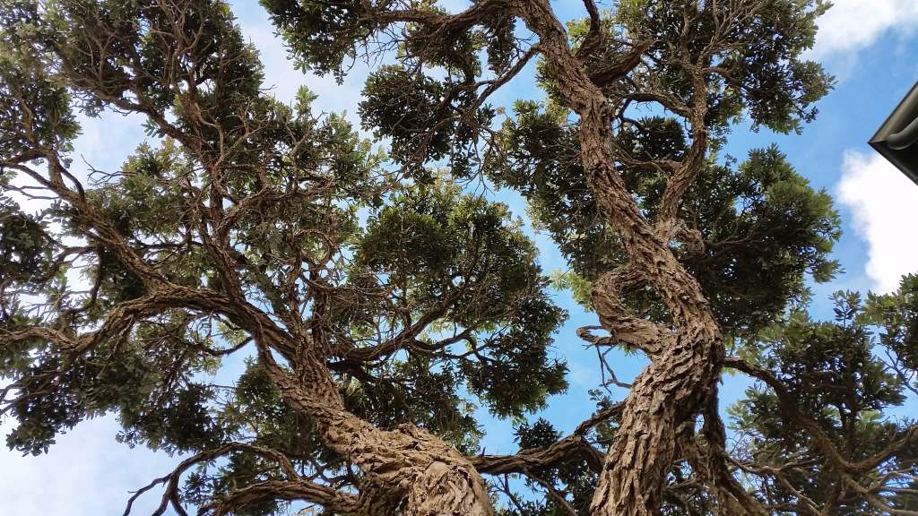 Reid's Trees Ltd