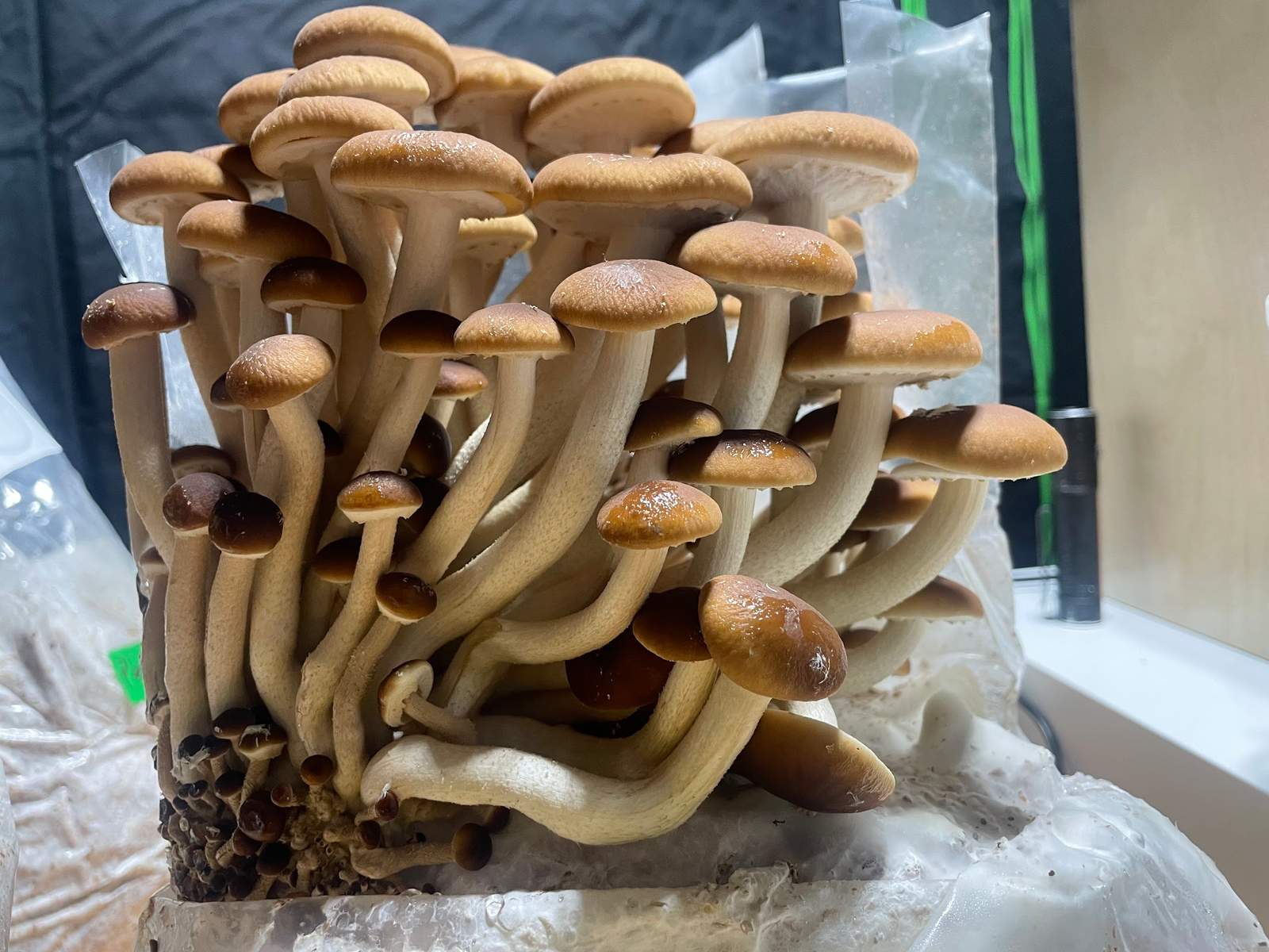 Mushrooms of Oz — photo 2