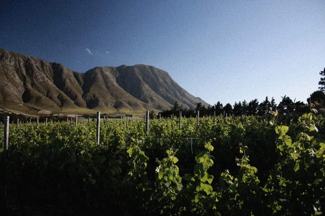Restless River Wines — photo 2