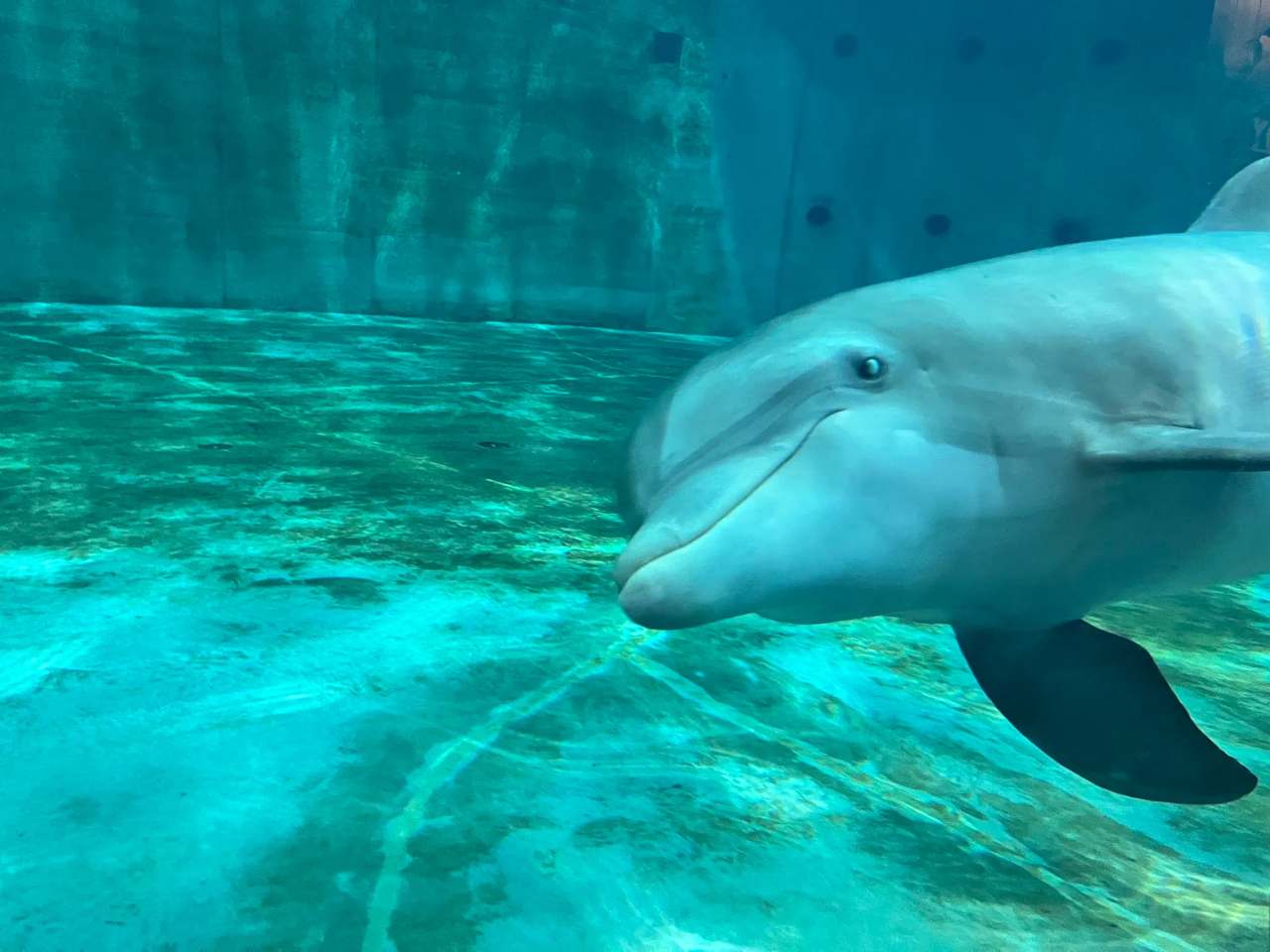 Clearwater Marine Aquarium — photo 1