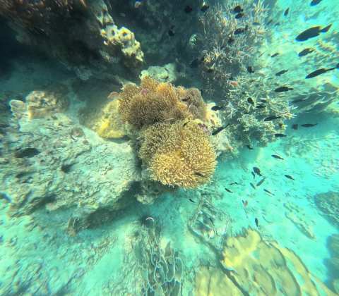 Koh Kood Day Tour — photo 4