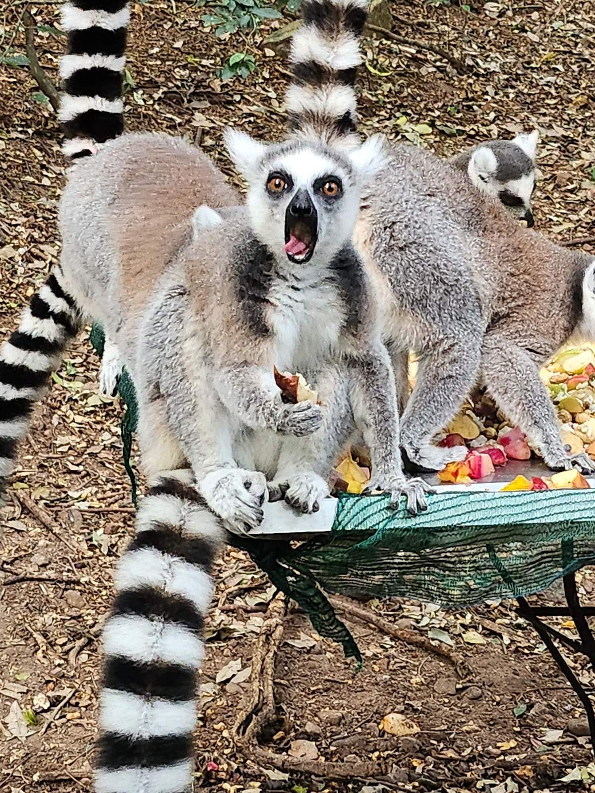 The Hidden Forest Wildlife Sanctuary — photo 3