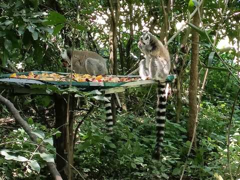 The Hidden Forest Wildlife Sanctuary — photo 4