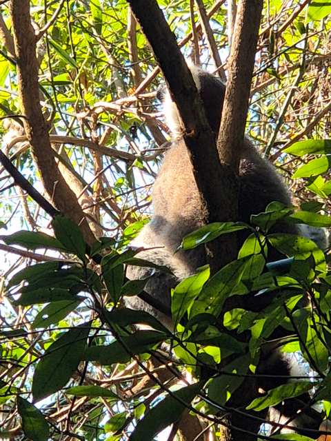 The Hidden Forest Wildlife Sanctuary — photo 5
