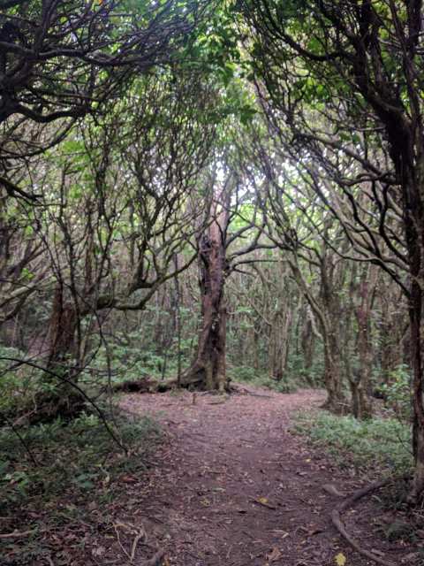 Huntleigh Park Outer Green Belt — photo 3