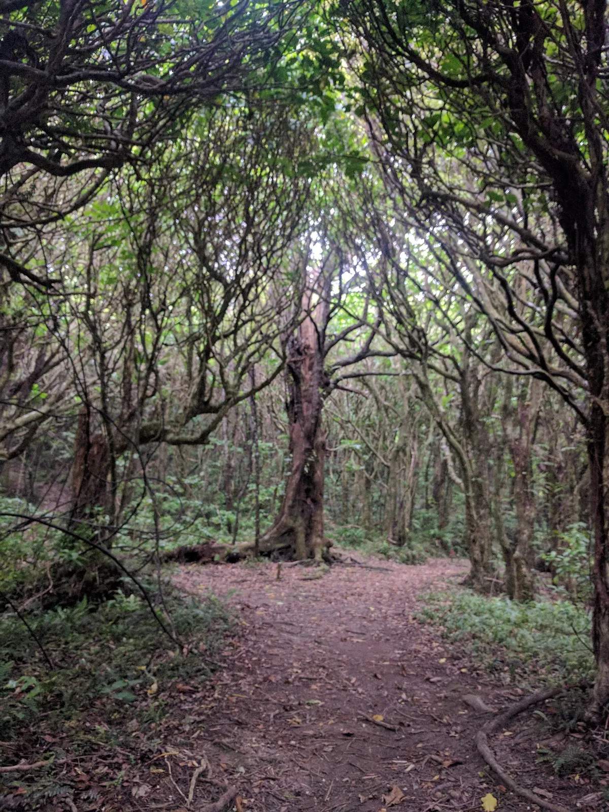 Huntleigh Park Outer Green Belt — photo 3