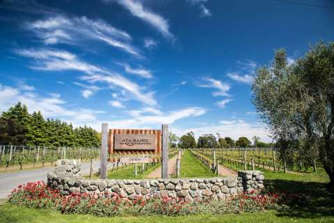 Ata Rangi - Vineyard & Winery — photo 3