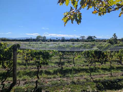 Ata Rangi - Vineyard & Winery — photo 5