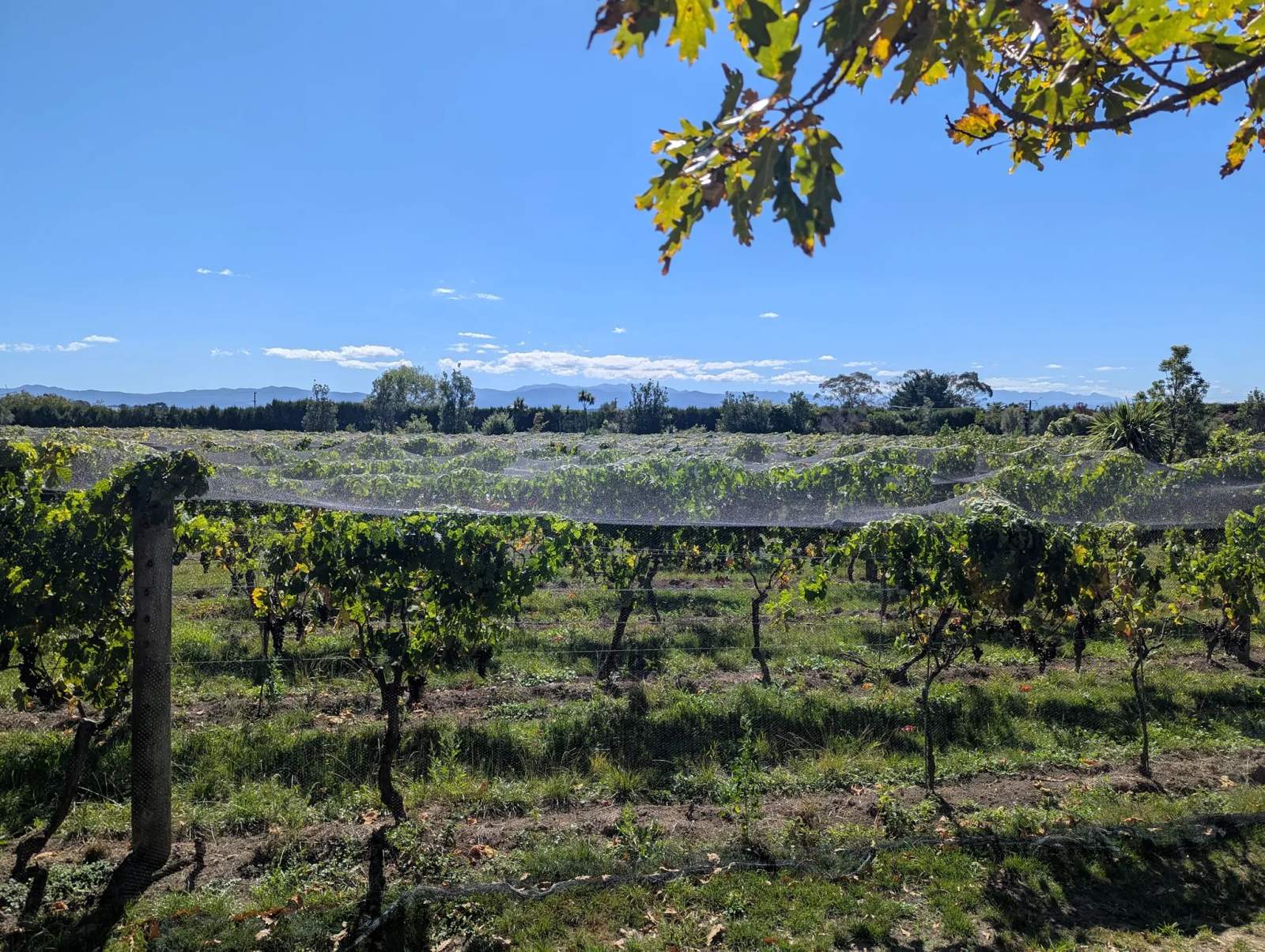 Ata Rangi - Vineyard & Winery — photo 5