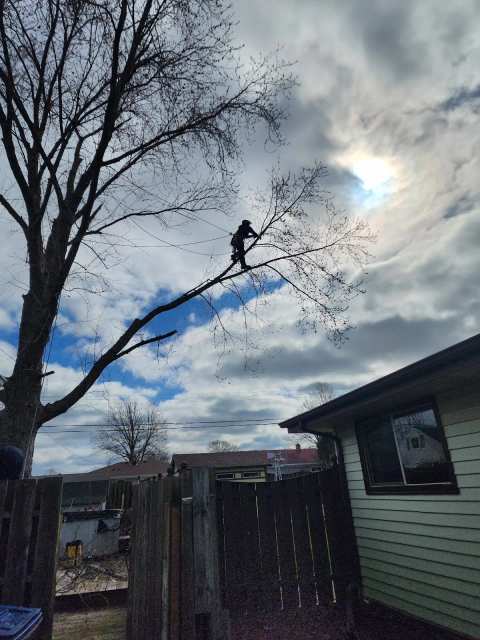 Lopez Tree Removal LLC — photo 3