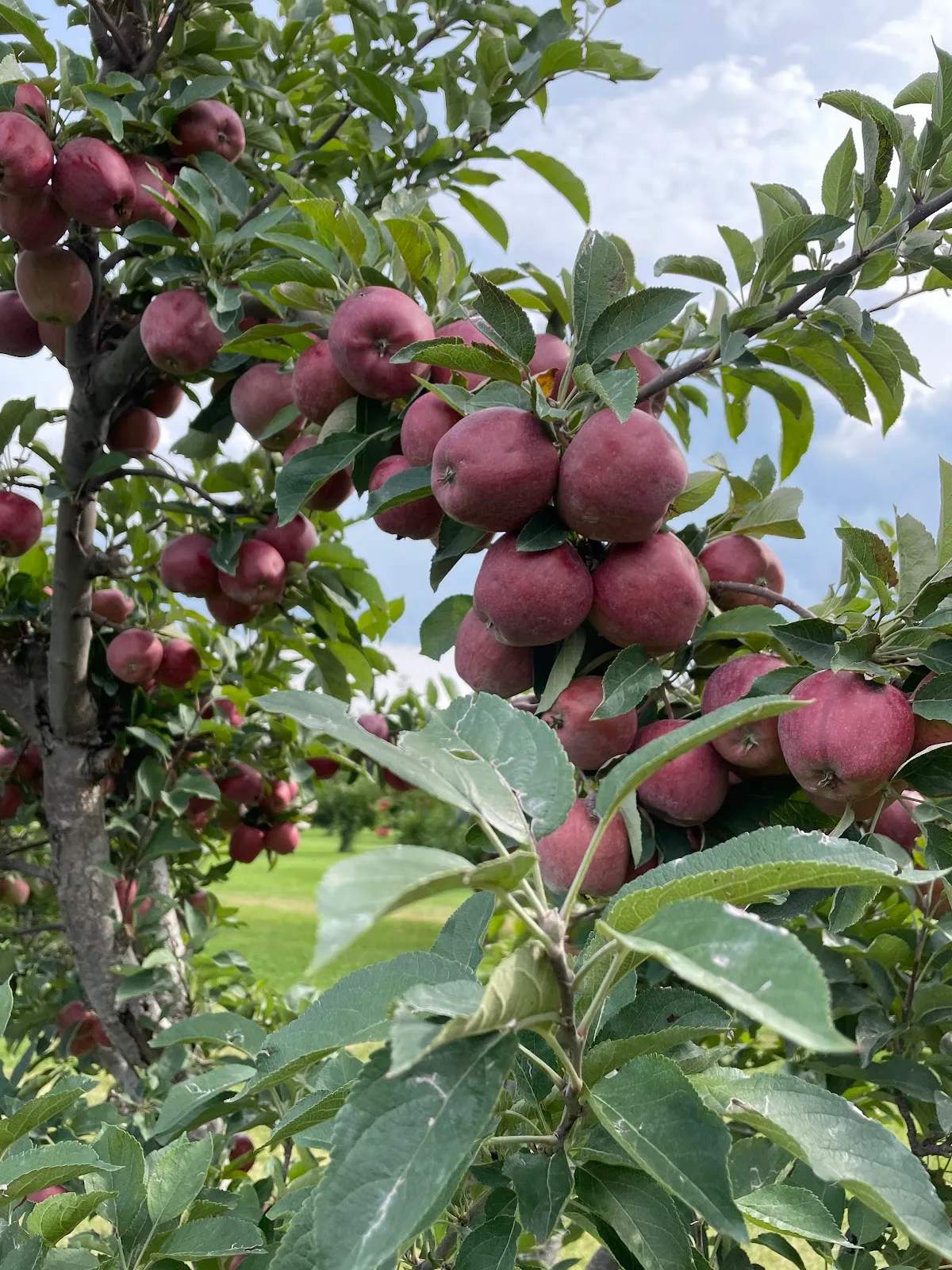 M&T's Gibbsville Orchard — photo 1