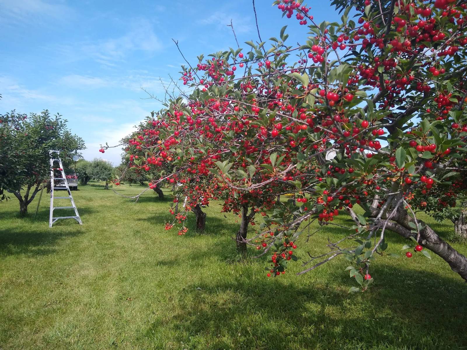 M&T's Gibbsville Orchard — photo 2