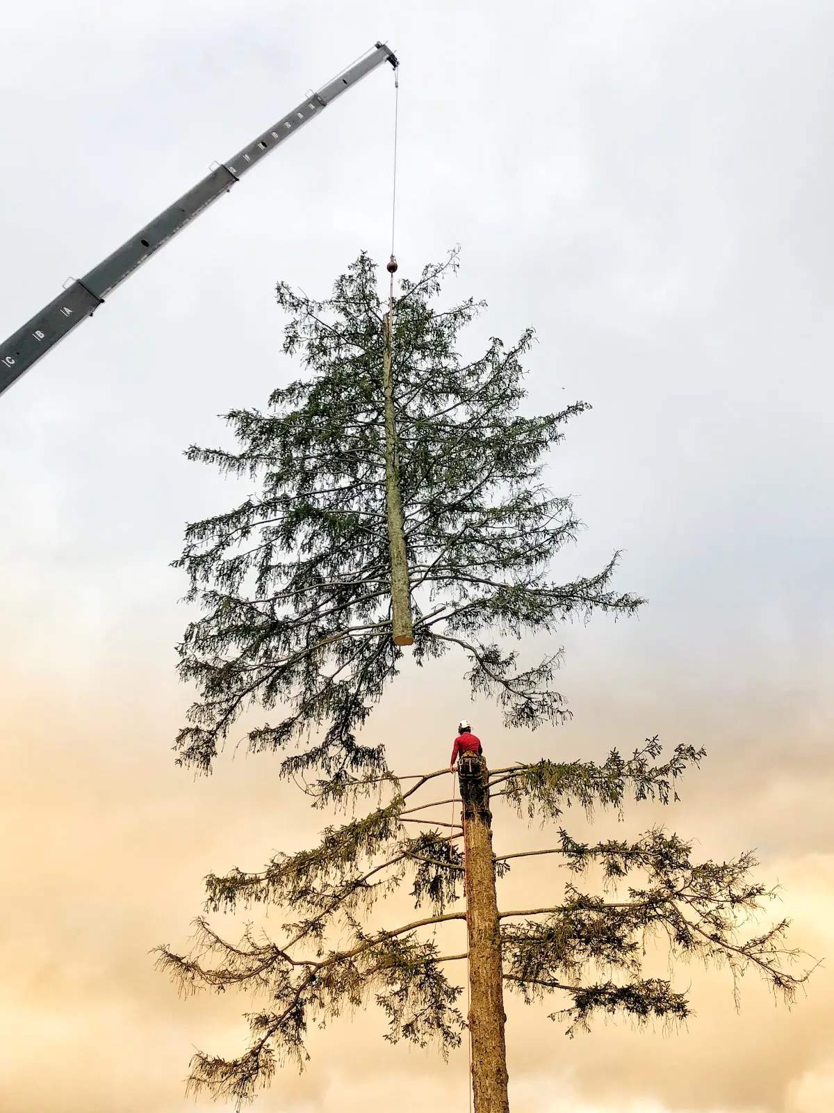Barts Tree Service — photo 1