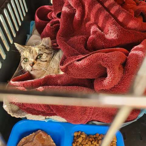 SPCA Wellington Centre — photo 3