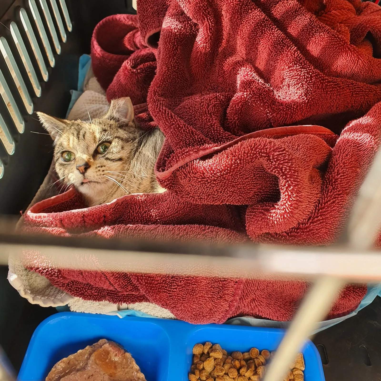 SPCA Wellington Centre — photo 3