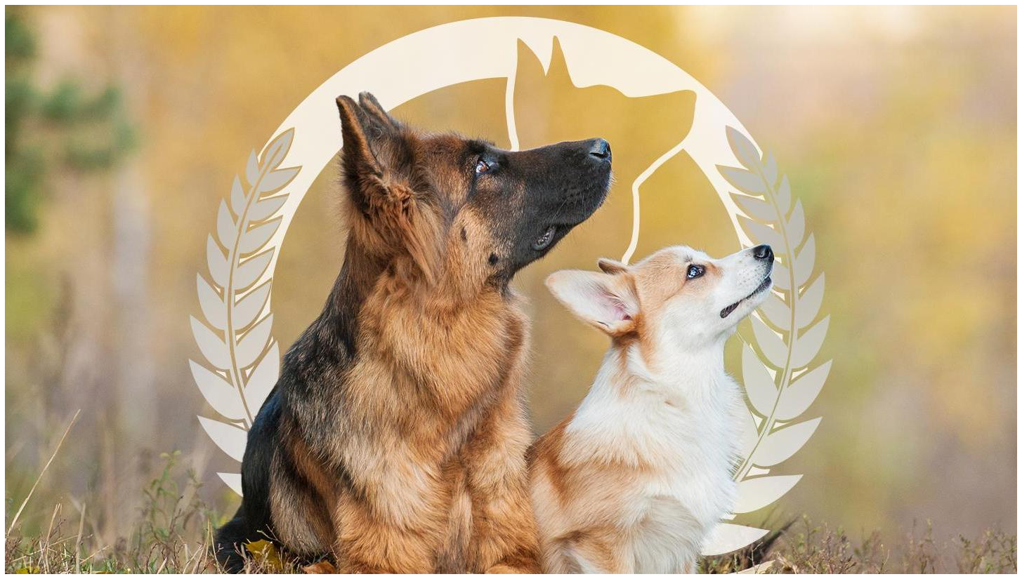 Dog Training Elite Milwaukee — photo 1