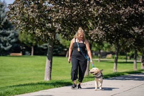 Dog Training Elite Milwaukee — photo 3