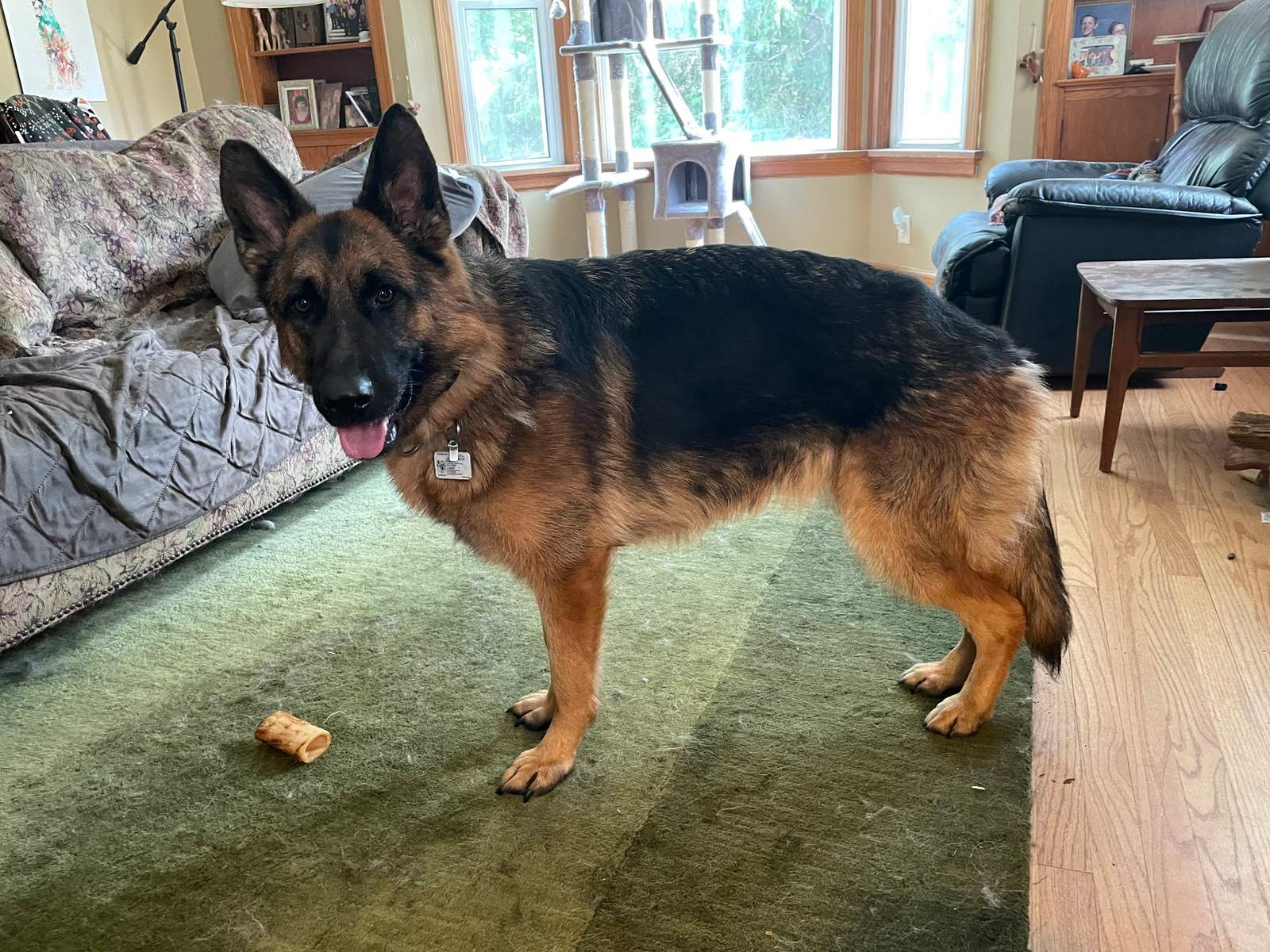Dog Training Elite Milwaukee — photo 4