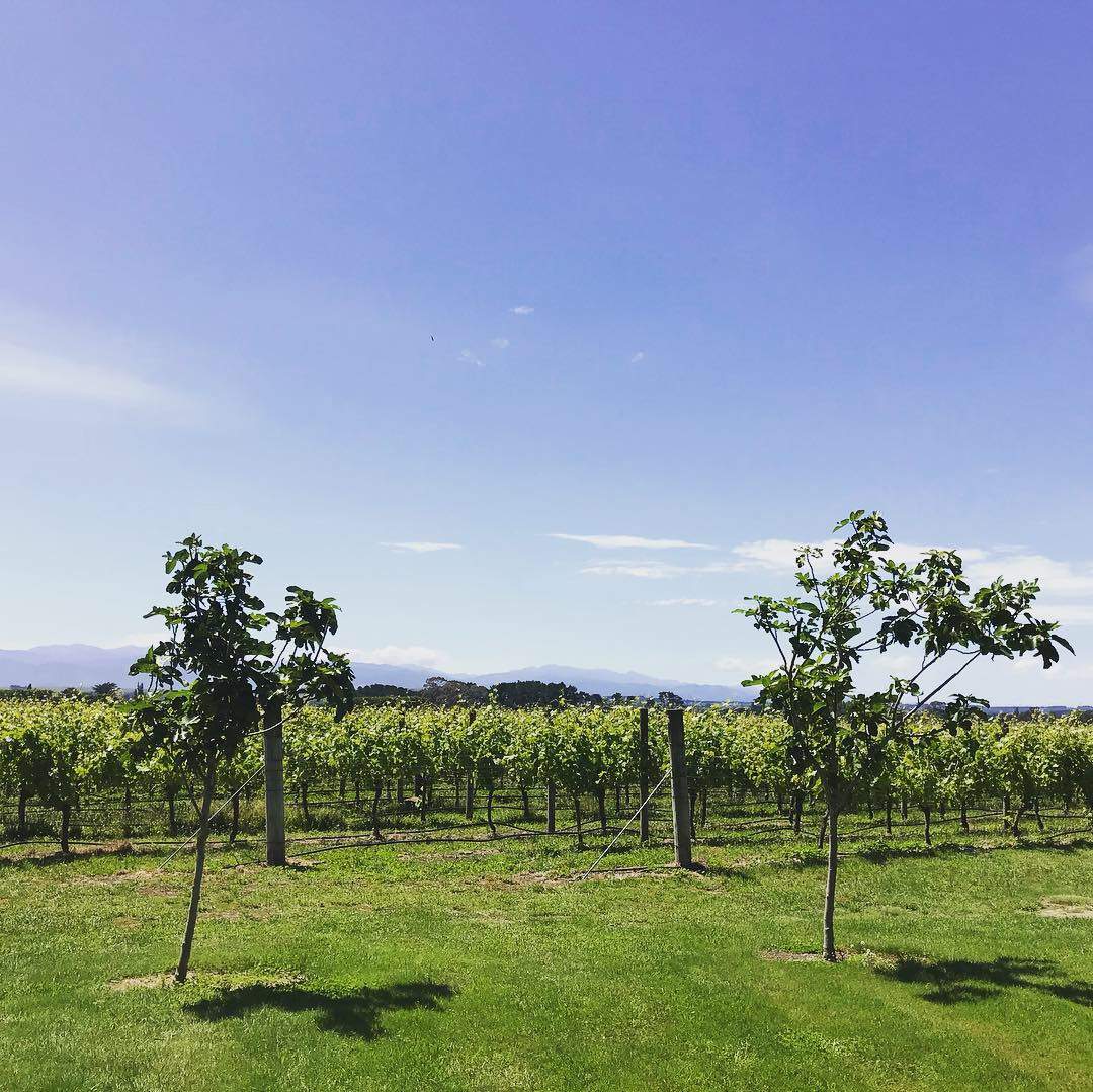Coney Vineyard and Winery — photo 2