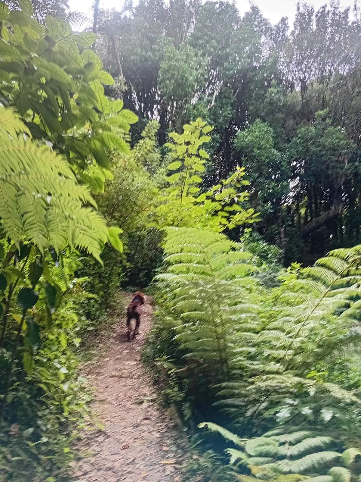 Wilf Mexted Scenic Reserve — photo 3