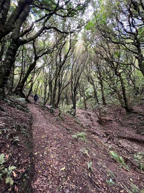 Wilf Mexted Scenic Reserve — photo 2