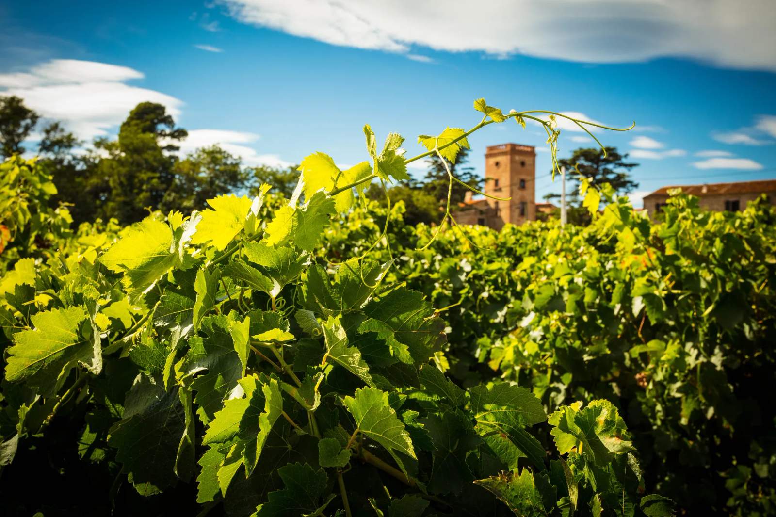 Domaine Lafage — photo 1