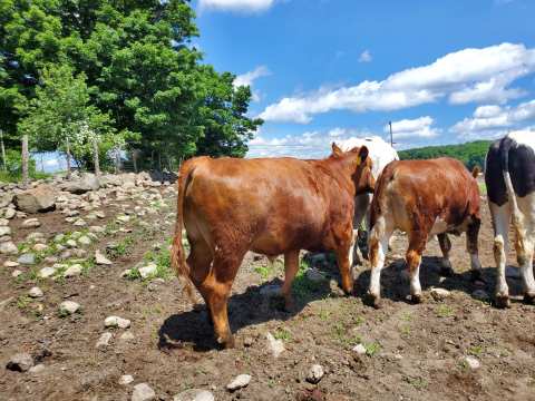 Logue Farms, Inc. — photo 3